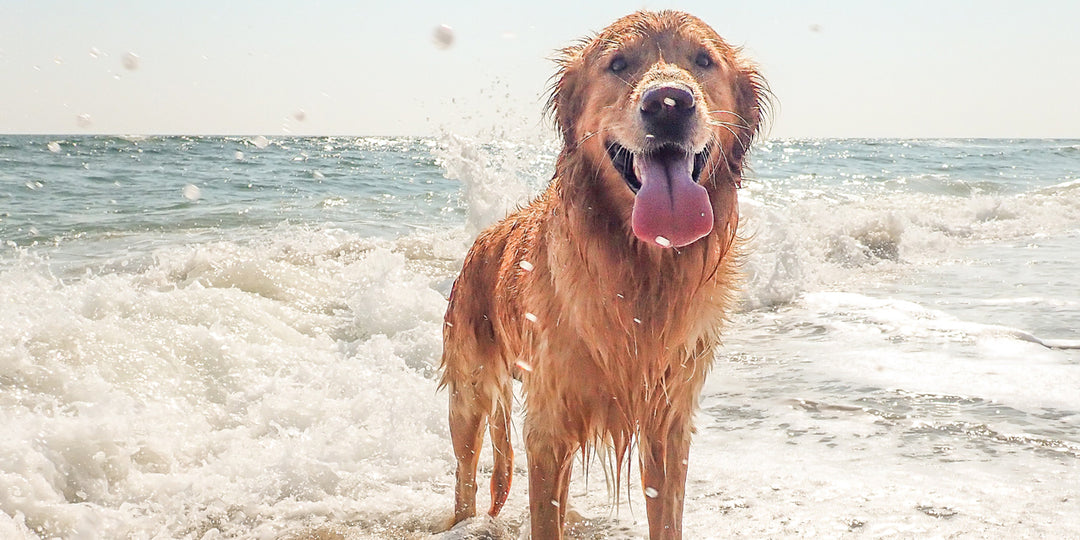 The Benefits of Going to a Dog Beach