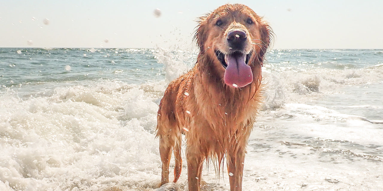 The Benefits of Going to a Dog Beach